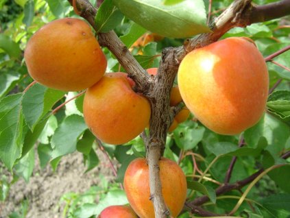 Spring Blush 1 1024x768