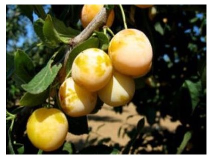 Nancyská 300x225 xx