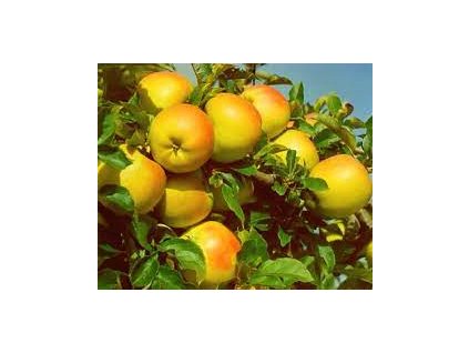 Otava image001 1