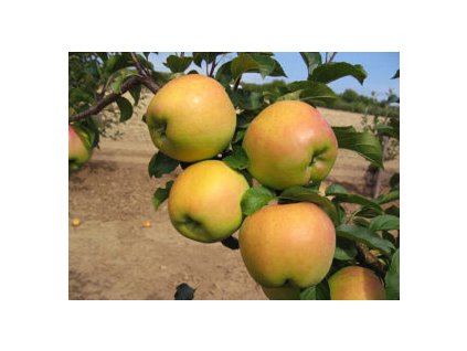 Biogolden 300x225