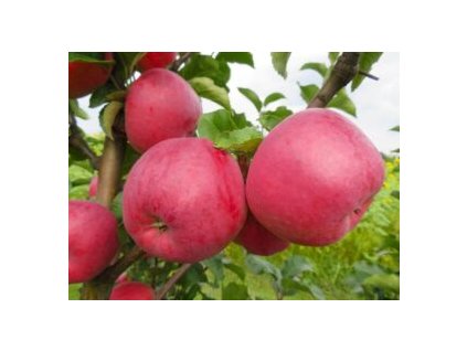 Nubia fruits 19 300x225