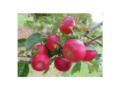 Ellipso UEB 47021 apples on the tree 1024x768 1 300x225