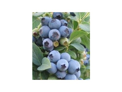 Bluecrop 2