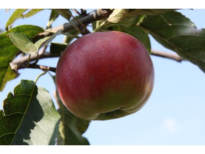 Holovouské Malinové 1024x682