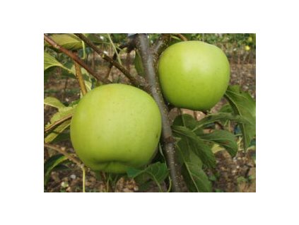 Golden Delicious Reinders 300x225