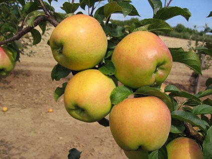 Biogolden (1)