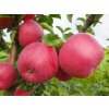 Nubia fruits 19 300x225