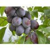 Presenta 1536x1152