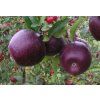 Cassiopeia apples 2x