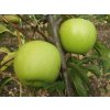 Golden Delicious Reinders 300x225