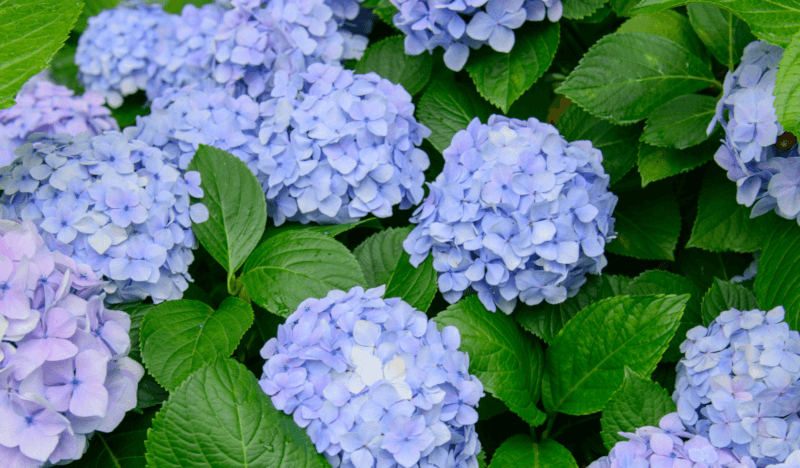 Modrá barva květů a hnojení u hortenzií