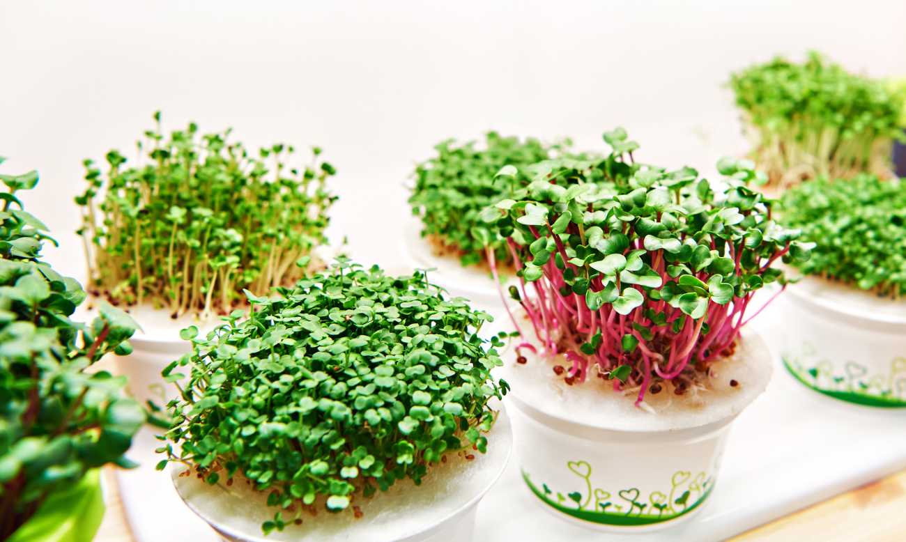 Microgreens a klíčky - vypěstujte si vitamínovou bombu doma za oknem!