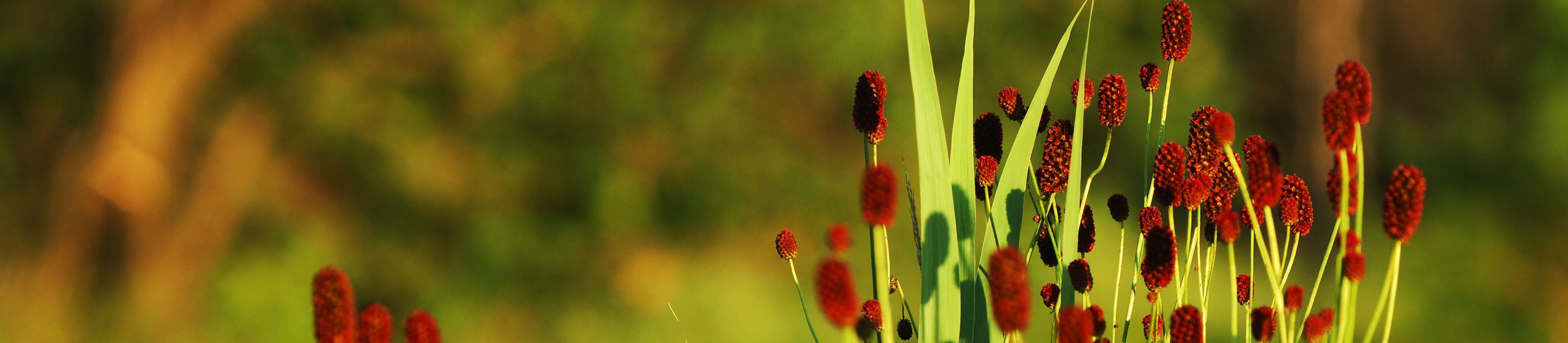 Krvavec Sanguisorba