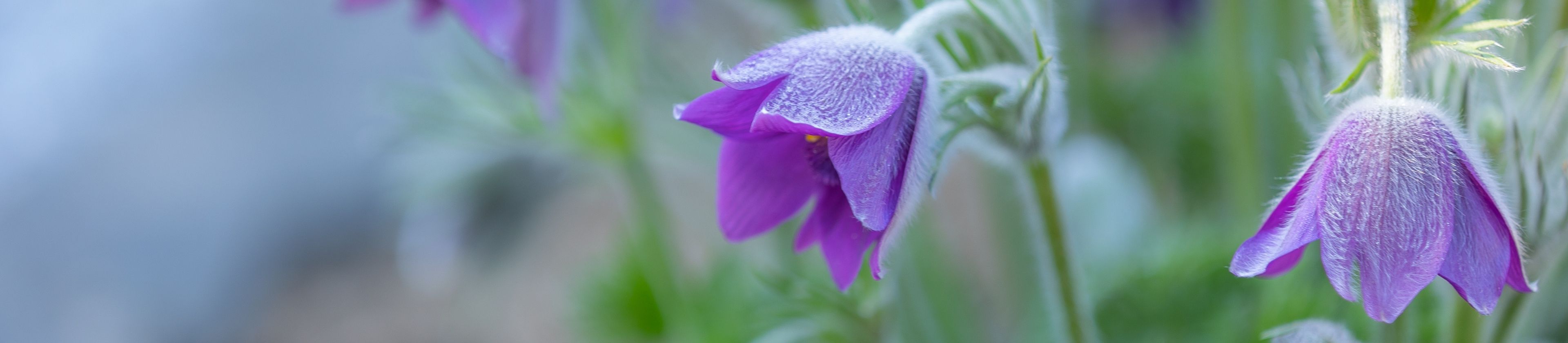 Expedice rostlin od března