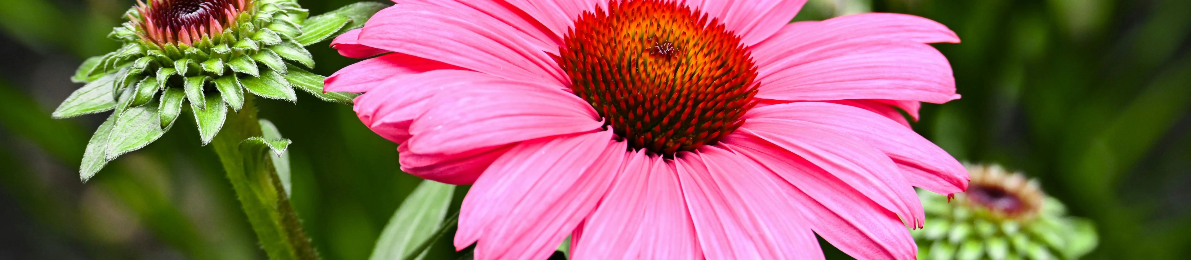 Výběr okrasných trvalek bylinek a trav