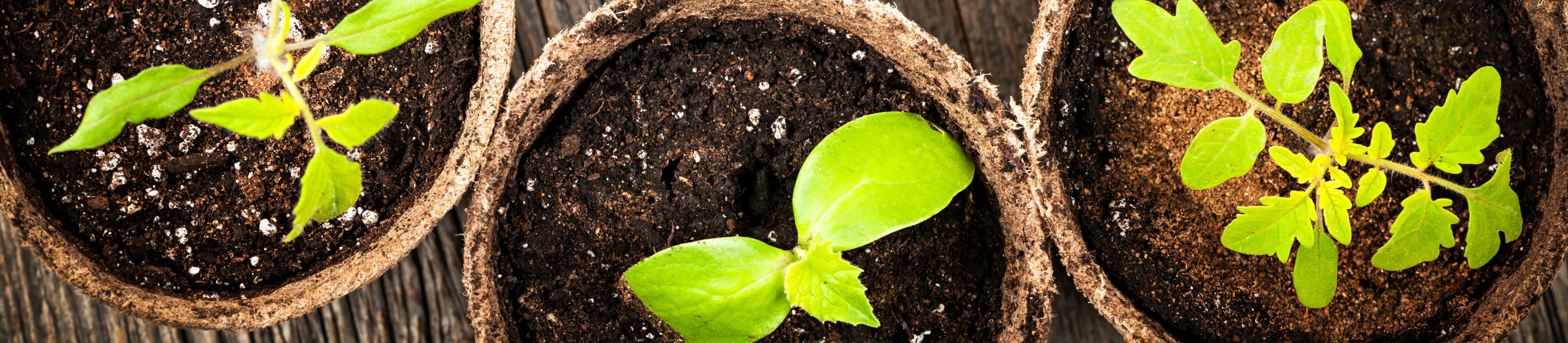 Předpěstování sazenic