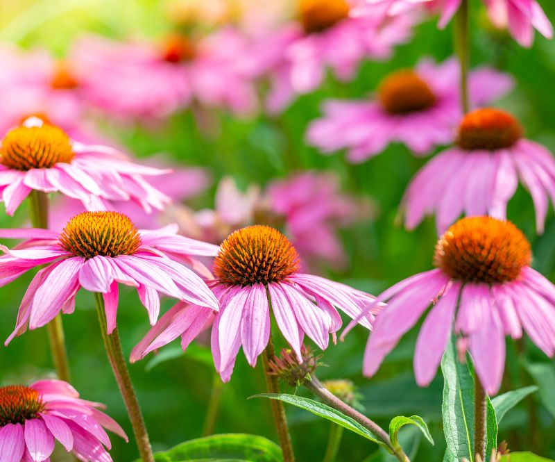 okrasné kvetoucí skalničky trvalky a trávy