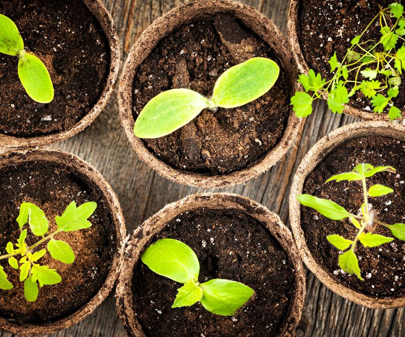 Předpěstování sazenic