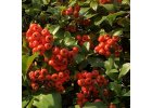 Hlohyně (Pyracantha)