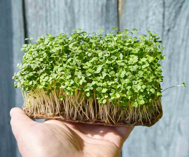 microgreens(1)