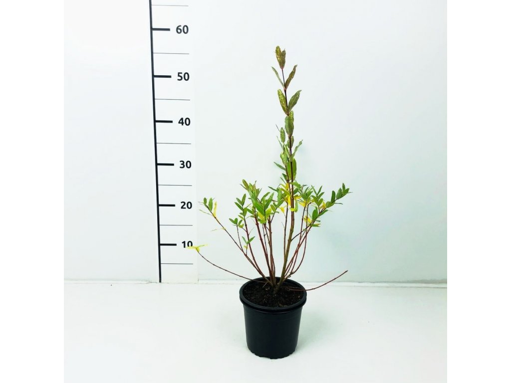 Salix integra 'Hakuro-nishiki' Vrba celolistá (japonská) | Školky Montano