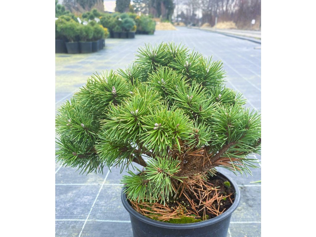 Pinus mugo 'Hnízdo'  Borovice kleč ´Hnízdo'