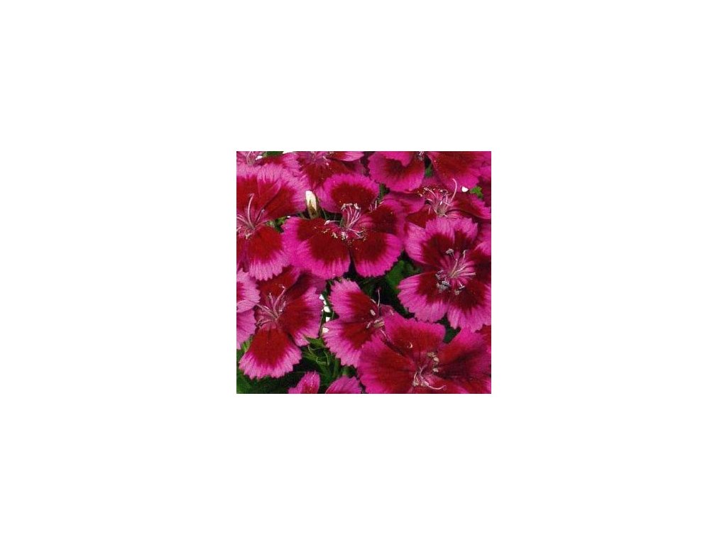 Dianthus barb. 'Barbarini® Red Rose Bicolore'  Hvozdík čínský 'Barbarini® Red Rose Bicolore'