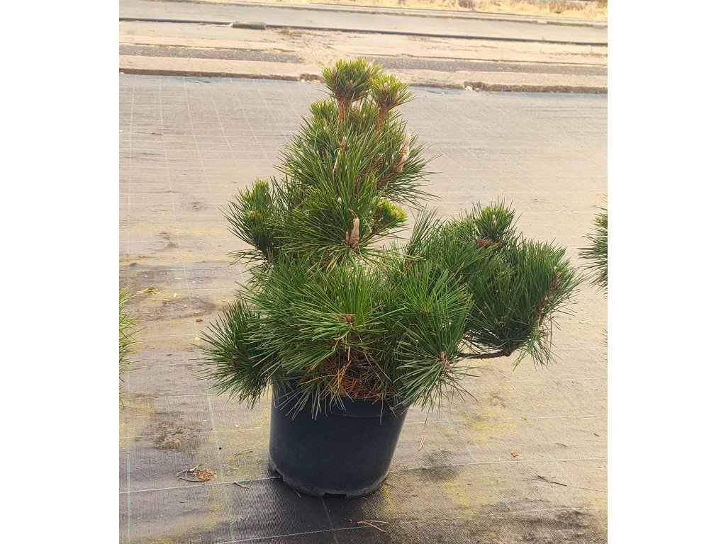 Pinus thunbergii 'Majima'  Borovice Thunbergova 'Majima'