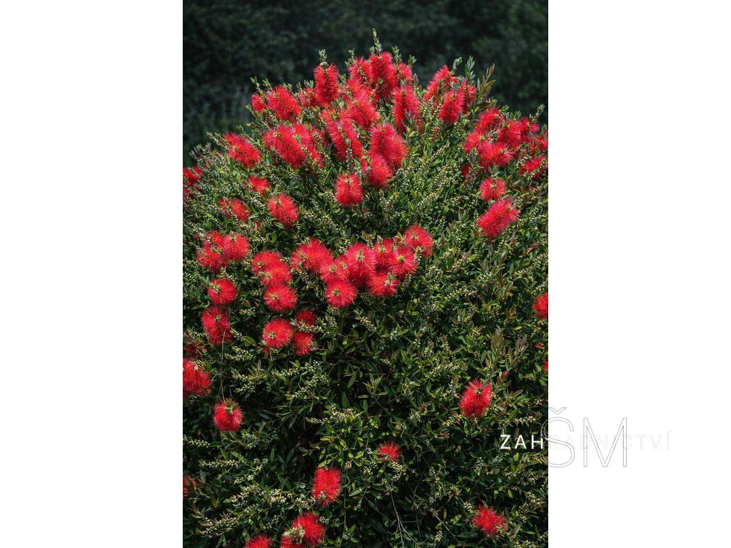 Callistemon rigidus  štětkovec