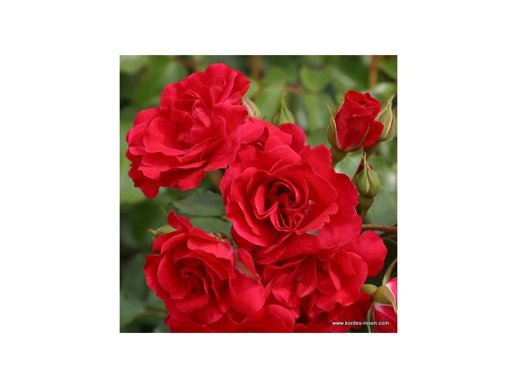 Rosa KORDES 'Rotilia'® červená  Růže polyantha KORDES 'Rotilia'®