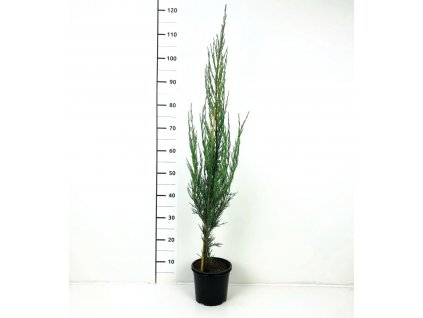 Juniperus scopulorum 'Skyrocket'  Jalovec 'Skyrocket'