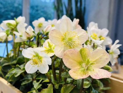 Helleborus niger 'Christmas Carol'  Čemeřice černá 'Christmas Carol'