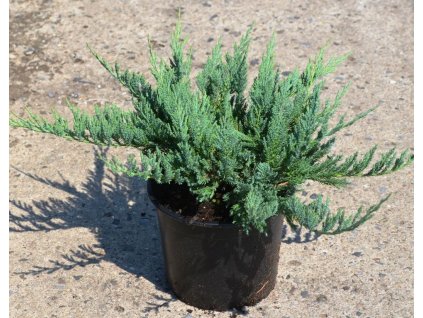 Juniperus horizontalis 'Blue Chip'  Jalovec 'Blue Chip'