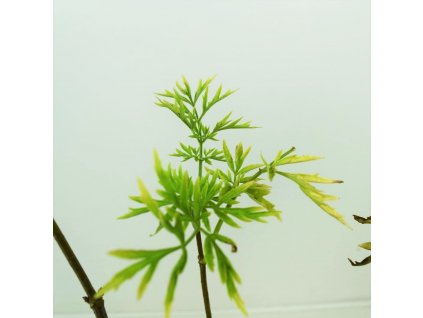 Sambucus nigra 'Golden Tower'®  Bez černý