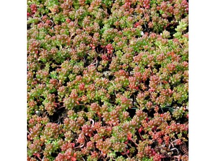 Sedum album 'Coral Carpet'  Rozchodník bílý  'Coral Carpet'