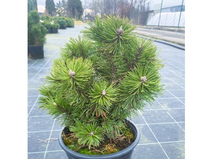 Pinus mugo 'Liliput'  Borovice kleč ´Liliput'