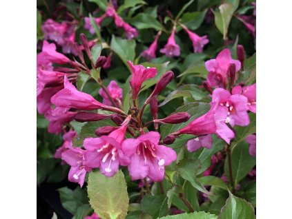 Weigela florida 'Rumba'  Vajgelie květnatá 'Rumba'