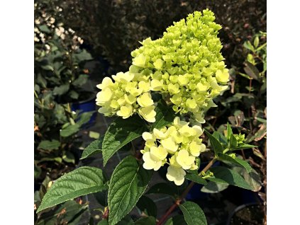 Hydrangea pan. 'Candlelight'®  Hortenzie  'Candlelight'®