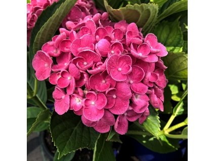 Hydrangea macr. 'Hovaria® Hopcorn'  Hortenzie velkokvětá 'Hovaria® Hopcorn'