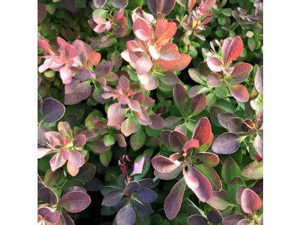 Berberis thunbergii 'Red Pillar'  Dřišťál thunbergův  'Red Pillar'