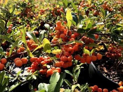 Pyracantha 'Orange Charmer'  Hlohyně 'Orange Charmer'