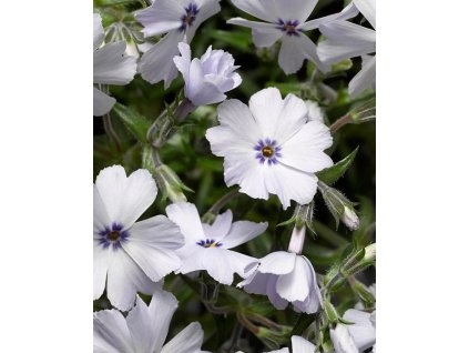 Phlox sub. 'Pharao Blue Eye'  Plamenka šídlovitá  'Pharao Blue Eye'