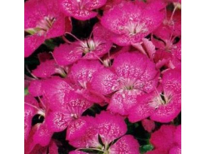 Dianthus barb. 'Barbarini® Lilac'  Hvozdík vousatý 'Barbarini® Lilac'