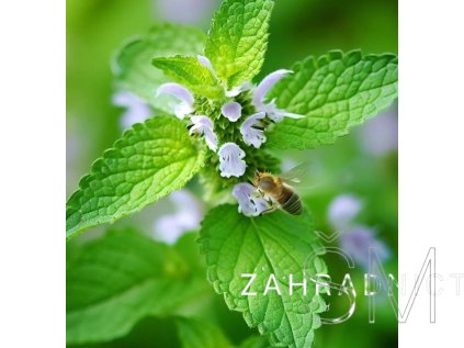 Melissa officinalis  Meduňka lékařská