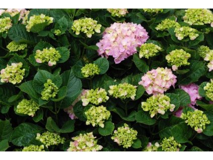 Hydrangea macrophylla-v kultivarech  Hortenzie velkolistá - v kultivarech