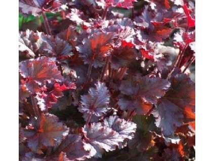 Heuchera am. 'Melting Fire'  Dlužicha 'Melting Fire'