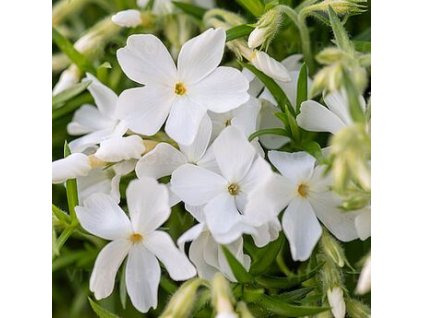 Phlox sub. 'LTD GoldiPhlox White'  Plaménka šídlovitá 'LTD GoldiPhlox White