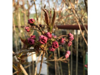 Prunus serrulata 'Kiku-shidare-zakura'  Slivoň 'Kiku-shidare-zakura'