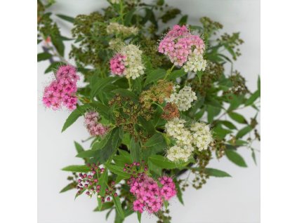 Spiraea japonica 'Genpei'  Tavolník 'Genpei'