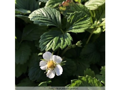 Fragaria vesca 'Alexandria'  Jahodník obecný 'Alexandria'